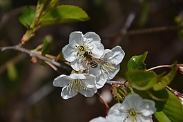 花,性質(zhì),樹