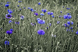 美,開花,假如