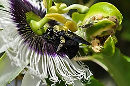 花卉,甲殼蟲,黃色