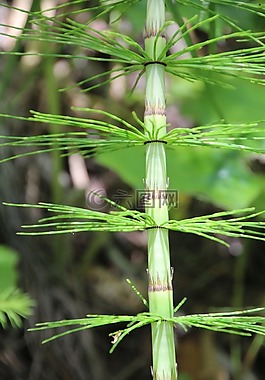 廠,綠色,葉子