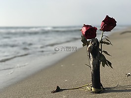 玫瑰,海灘,海