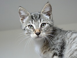 動物,小貓,貓