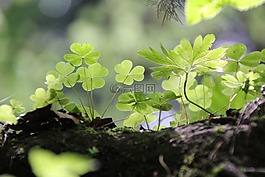 三葉草,綠色,森林