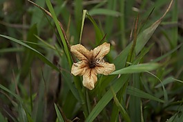 莉莉,干,花卉