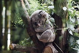 動物,哺乳動物,考拉