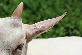 山羊,白,角