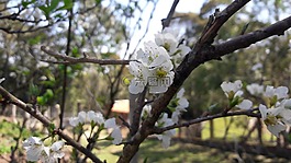樹,花卉,性質(zhì)