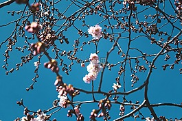 鮮花,自然,花