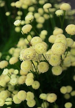鮮花,花,盛開