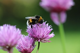 蜜蜂,大黃蜂,熊蜂