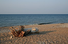 漂流木,岸線,海灘