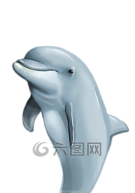海豚,png,哺乳動(dòng)物