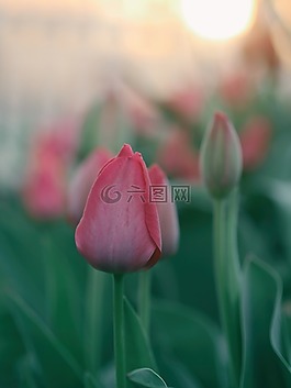 鮮花,自然,花