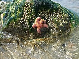 海星,海,水