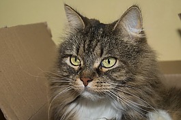 猫,挪威森林猫,甜
