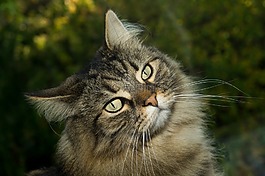 猫,挪威森林猫,甜