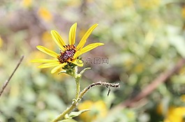 自然,花,植物區(qū)系