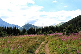 冬奧會(huì),方式,鮮花