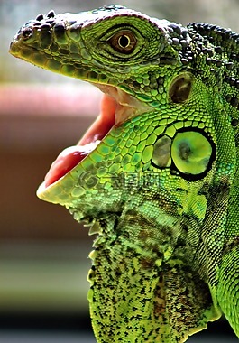 leguan,爬行動物,綠色