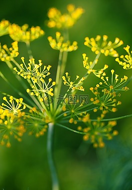 花,调味品,莳萝