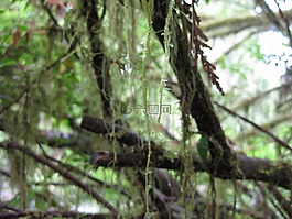 苔,樹,枝杈