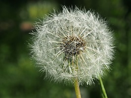 蒲公英,花,指出花