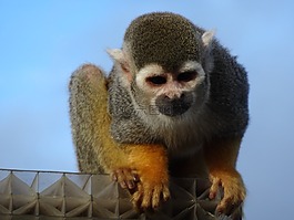蜘蛛猴,動物園,猴子