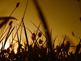 halme,草,草地