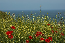 鮮花,海,馬克