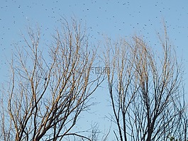 樹,冬天,有機(jī)