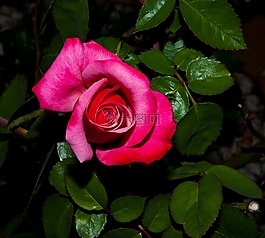花,玫瑰,花瓣