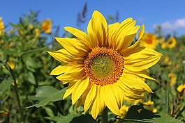 太阳,花,太阳花