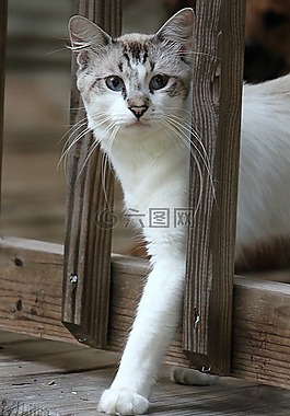 貓,動物,白