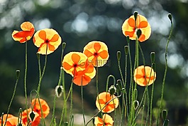 罂粟,开花,klatschmohn