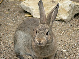 rabit,兔,農(nóng)場(chǎng)
