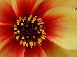 花,花瓣,多彩