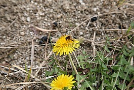 kkotdeunge,巴黎,蜜蜂