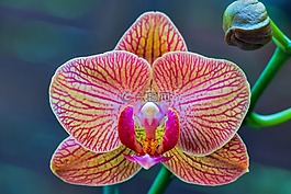 蘭花,蝴蝶蘭,lepkeorchidea