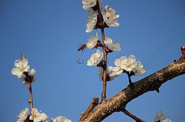 蜜蜂,蜂蜜,春天