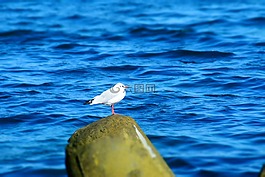 鷗,鳥(niǎo),海