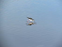 水,鳥,湖