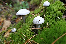 蘑菇,草坪,苔