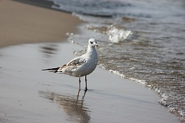 海鷗,波羅的海海灘,性質(zhì)
