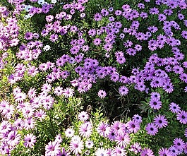 花園,鮮花,雛菊