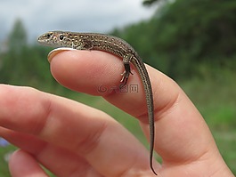 蜥蜴,爬行動物,爬行事