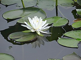 百合,孤單,水