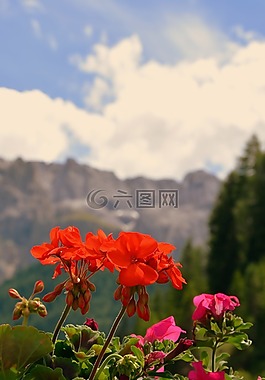 花,紅色,白云巖