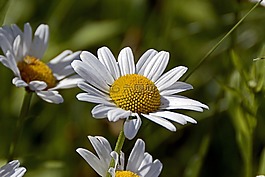瑪格麗特,花,開(kāi)花