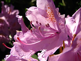 花,性質(zhì),廠