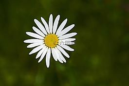 瑪格麗特,花,開花